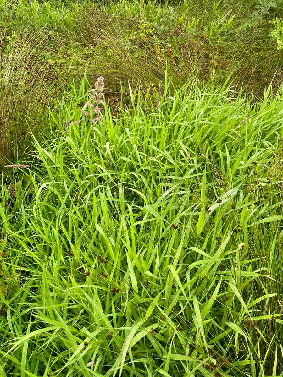 Phalaris arundinacea