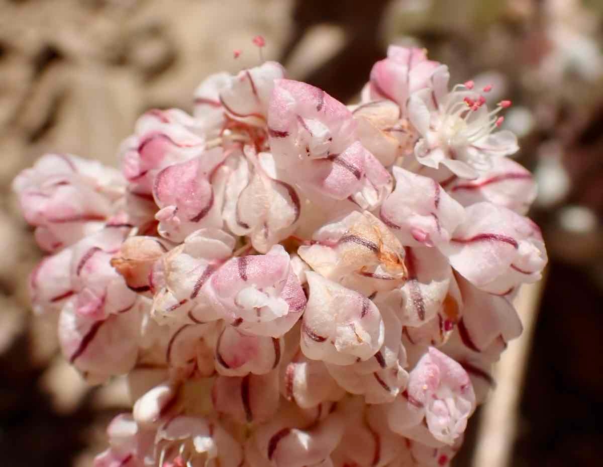 Eriogonum ovalifolium var. purpureum