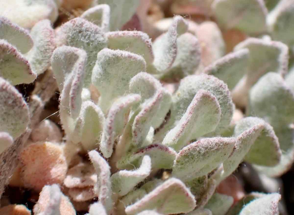 Eriogonum ovalifolium var. purpureum