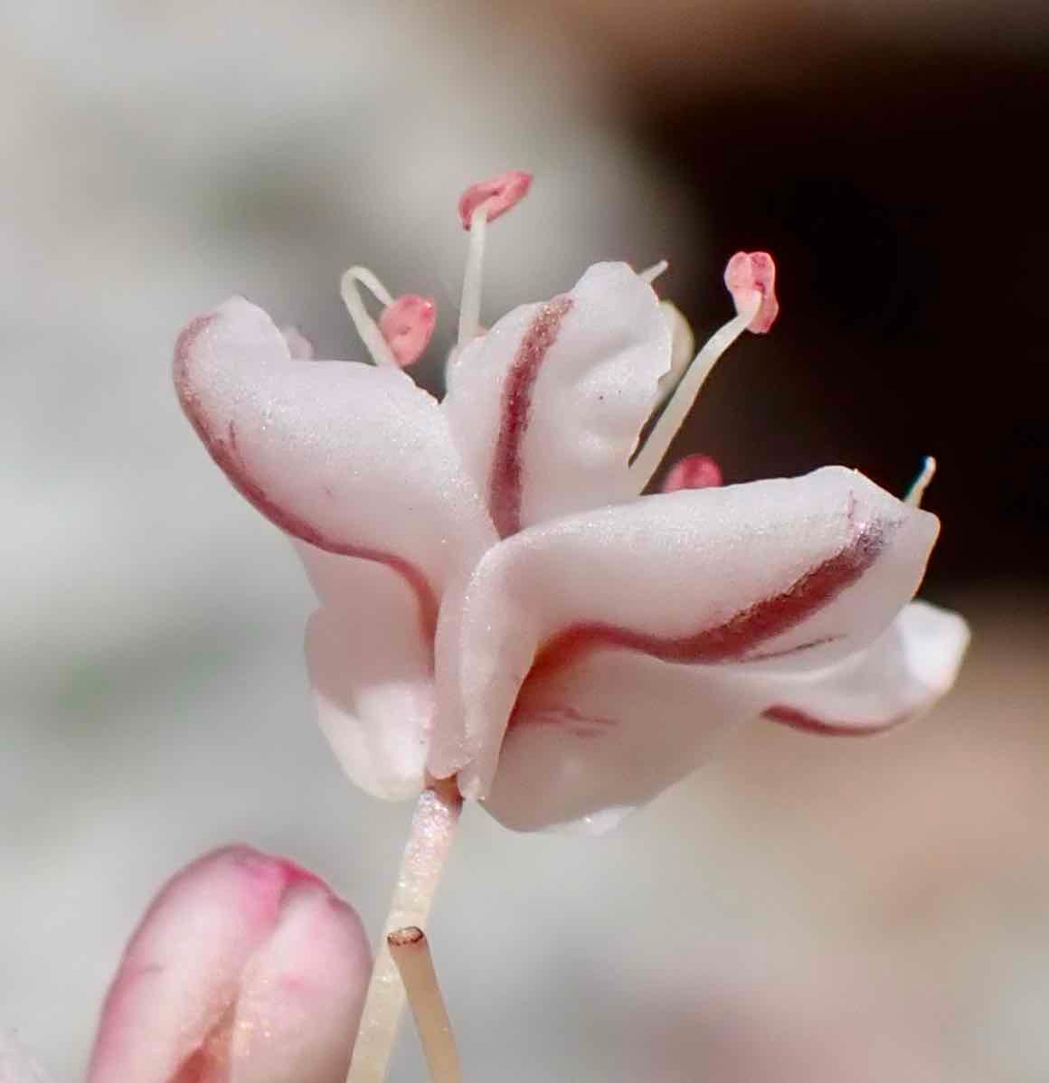 Eriogonum ovalifolium var. purpureum