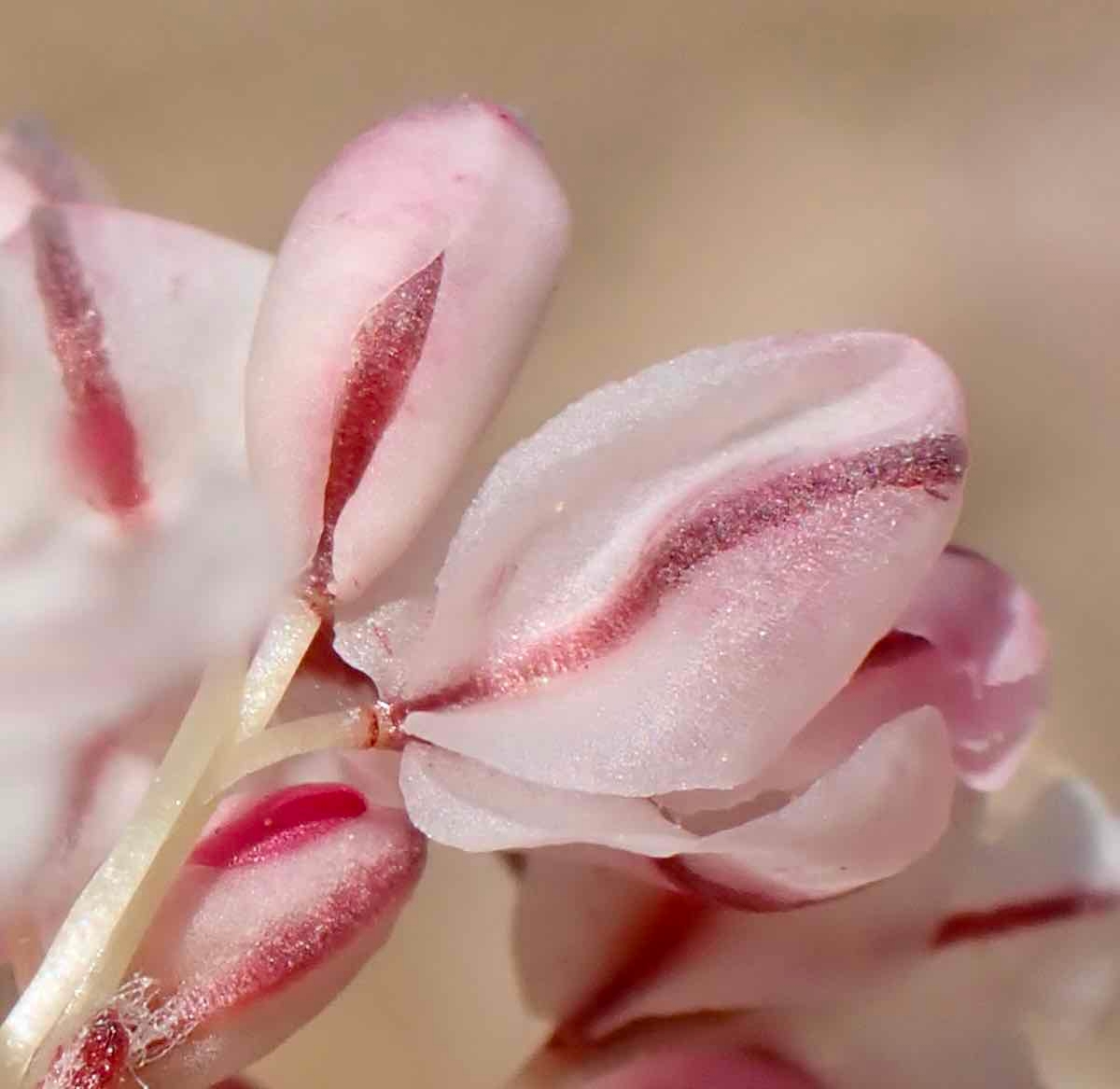 Eriogonum ovalifolium var. purpureum