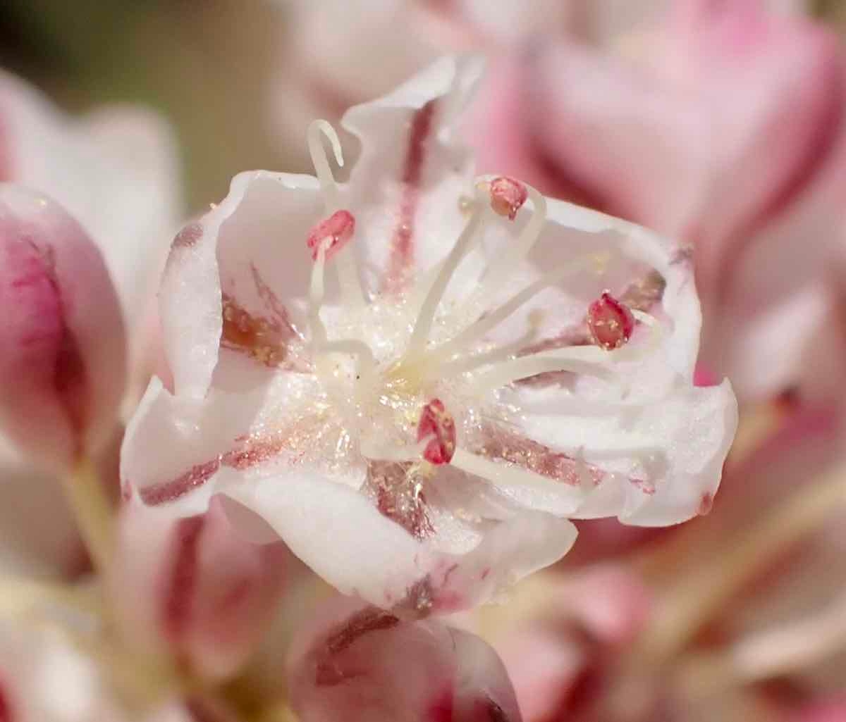 Eriogonum ovalifolium var. purpureum