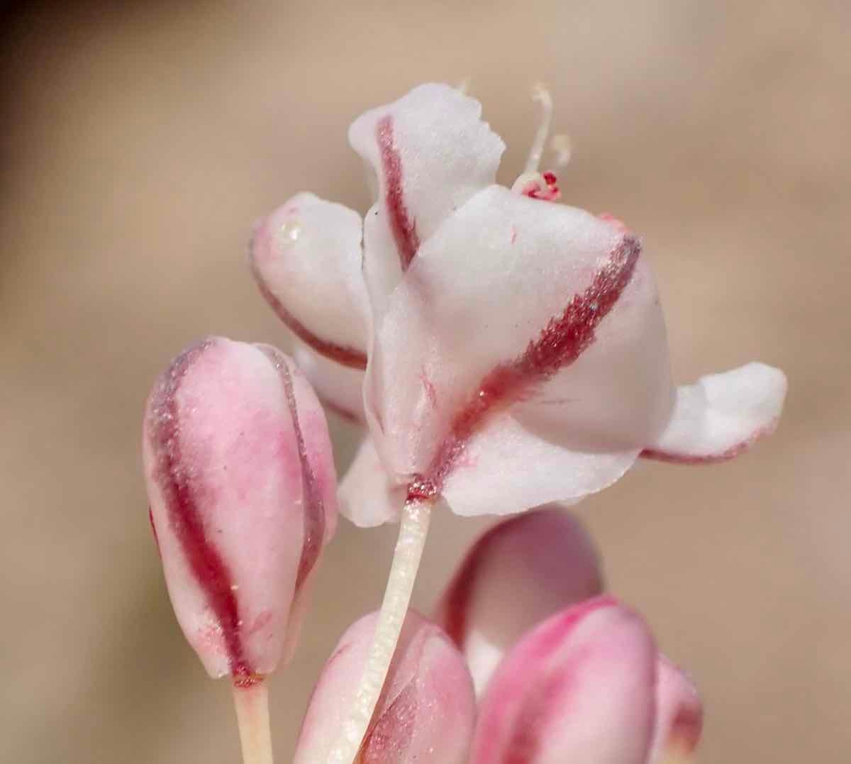 Eriogonum ovalifolium var. purpureum