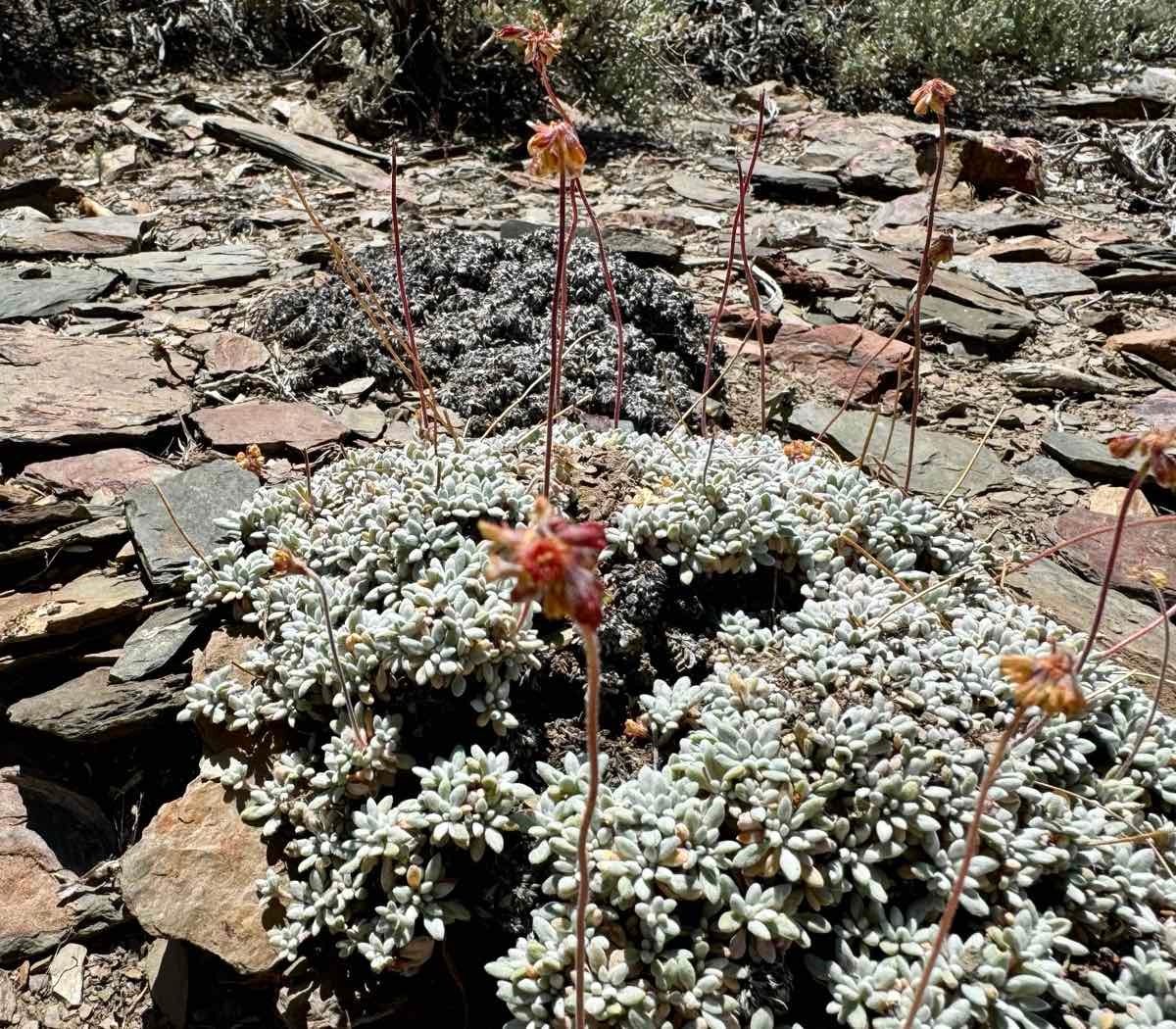 Eriogonum caespitosum