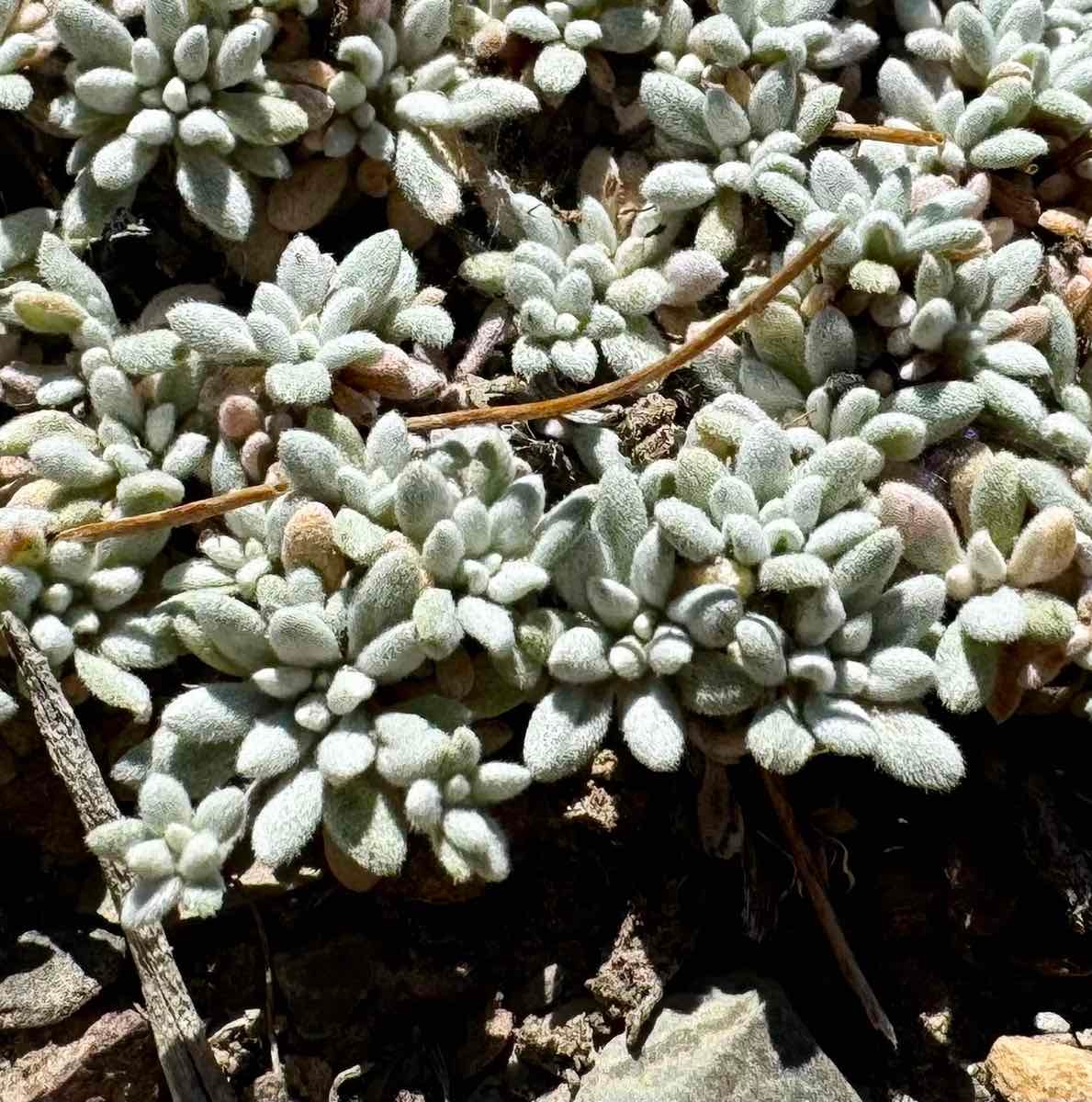 Eriogonum caespitosum