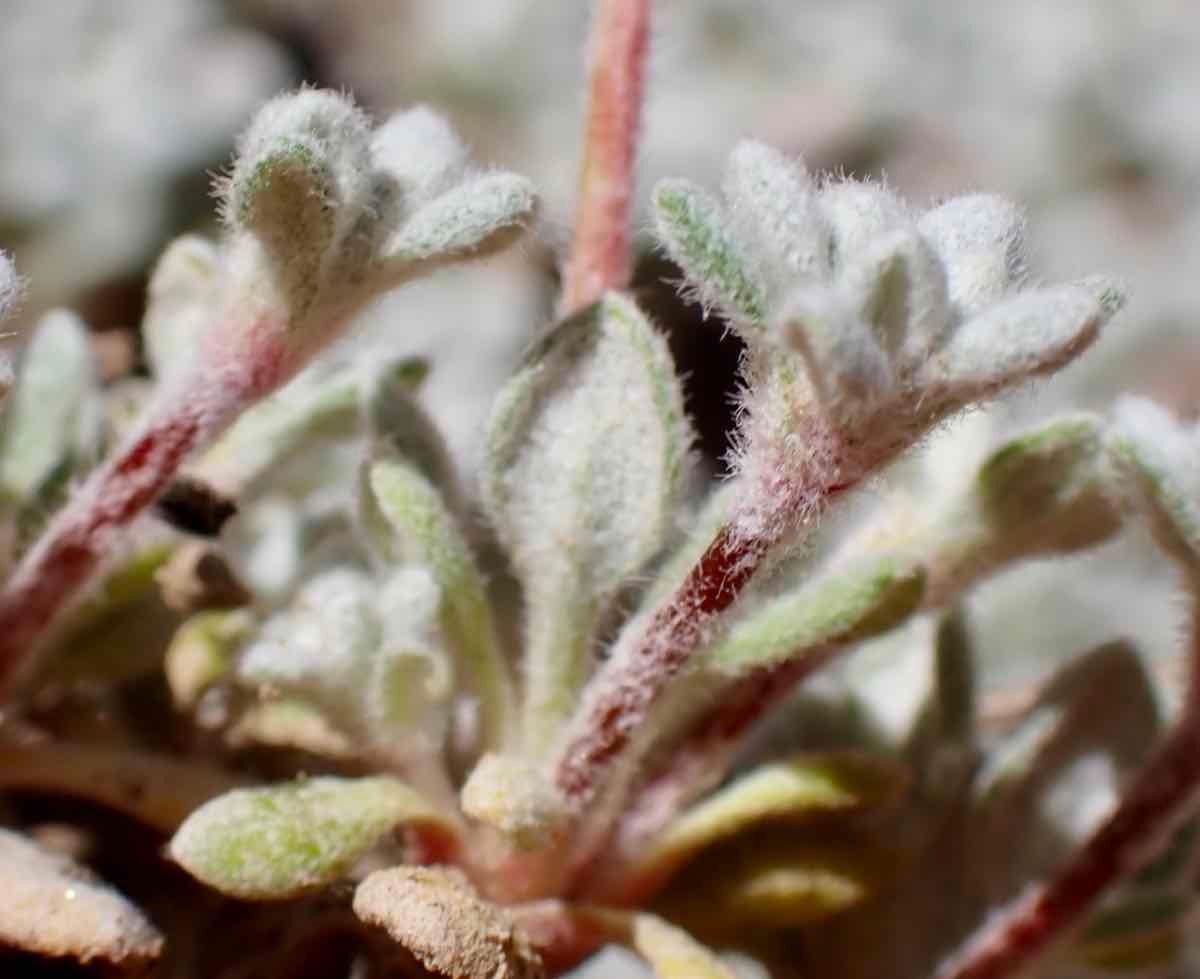 Eriogonum caespitosum