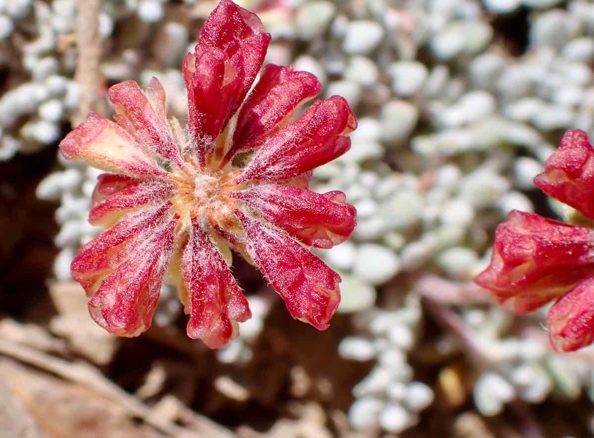 Eriogonum caespitosum