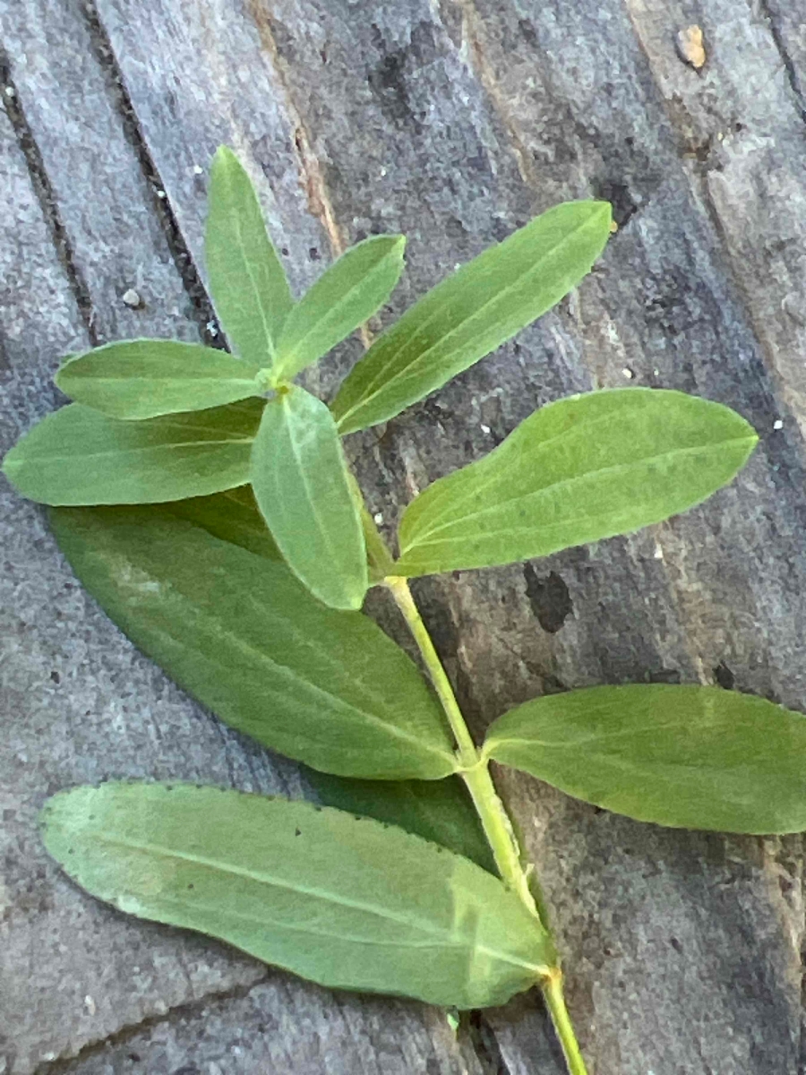 Hypericum perforatum