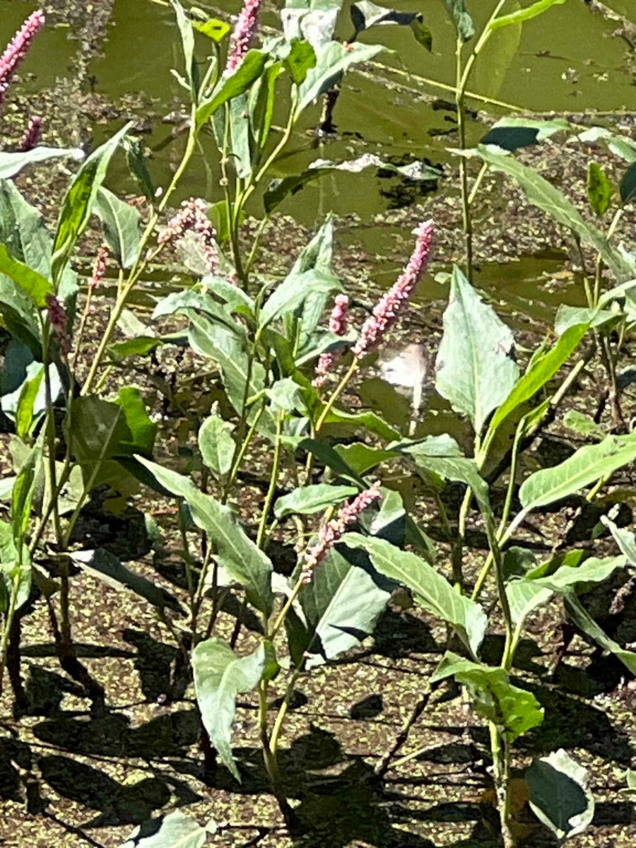 Persicaria amphibia