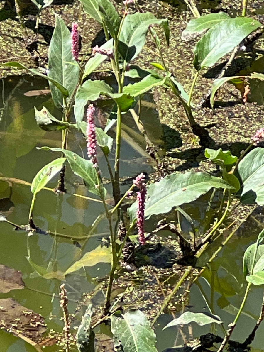 Persicaria amphibia