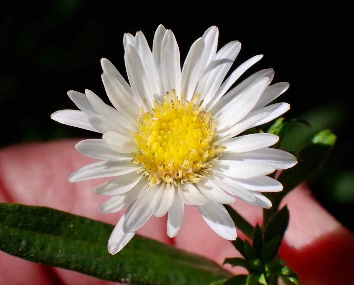 Symphyotrichum lanceolatum var. hesperium