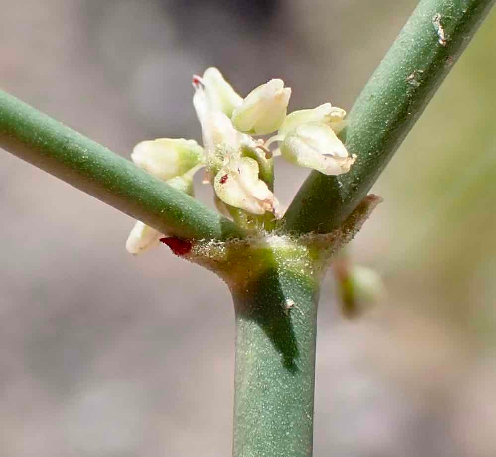 Eriogonum hoffmannii var. hoffmannii