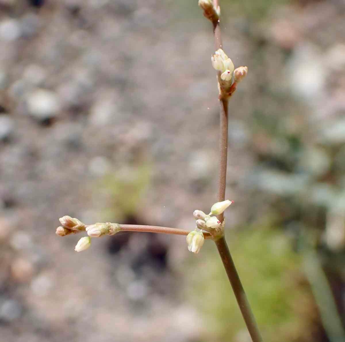 Eriogonum hoffmannii var. hoffmannii