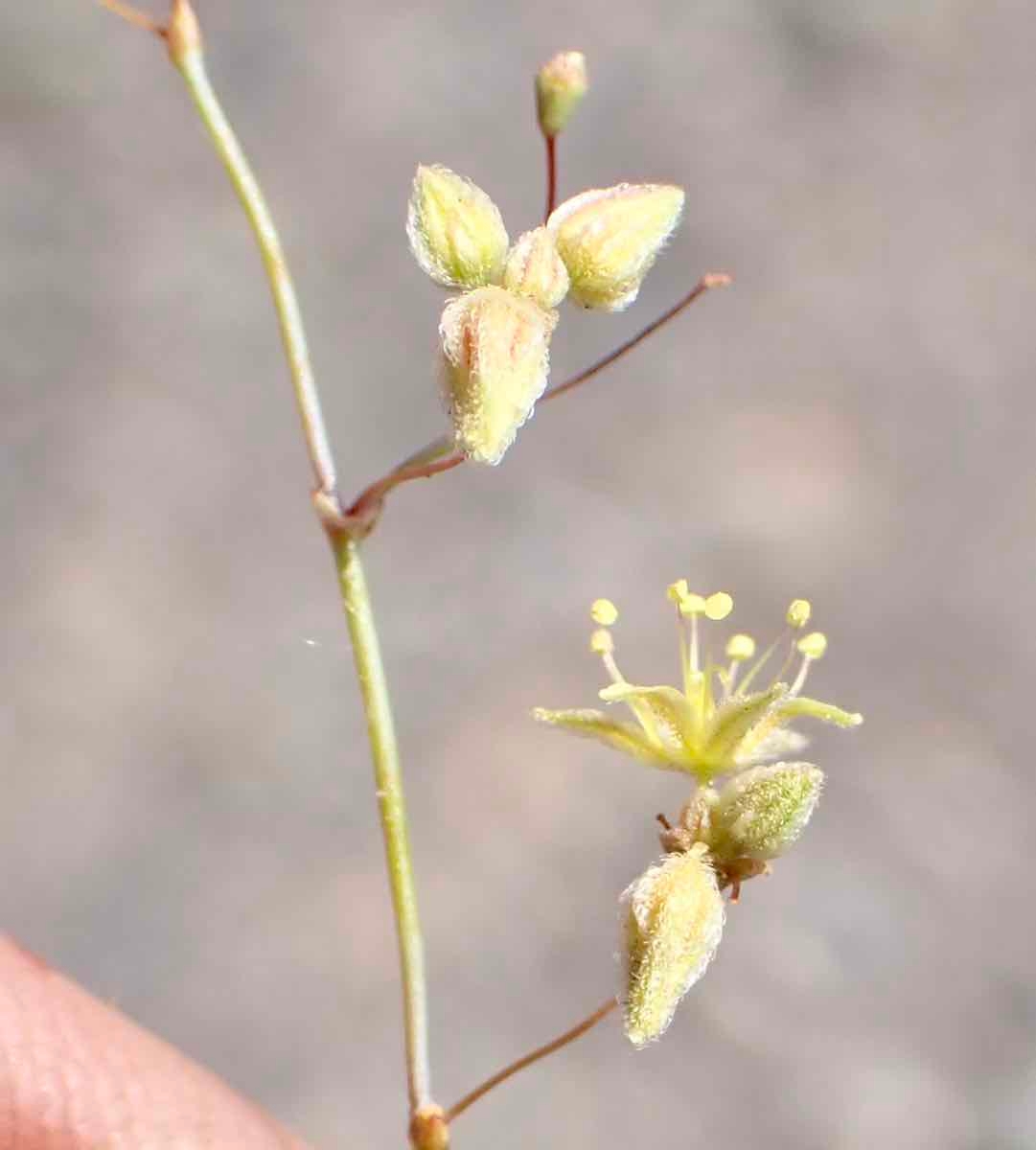 Eriogonum inflatum