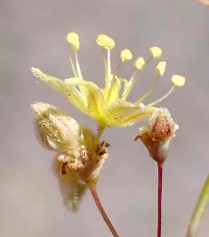 Eriogonum inflatum