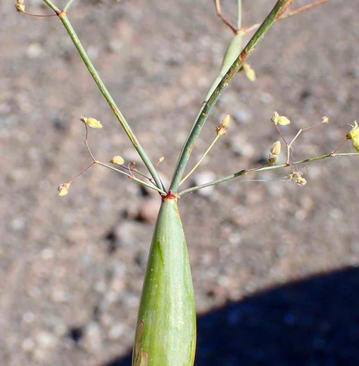 Eriogonum inflatum