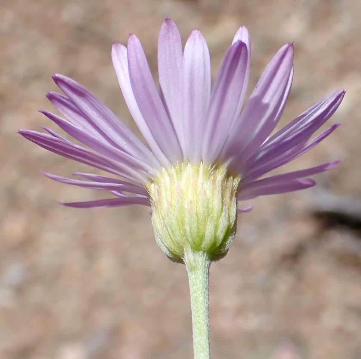 Erigeron argentatus