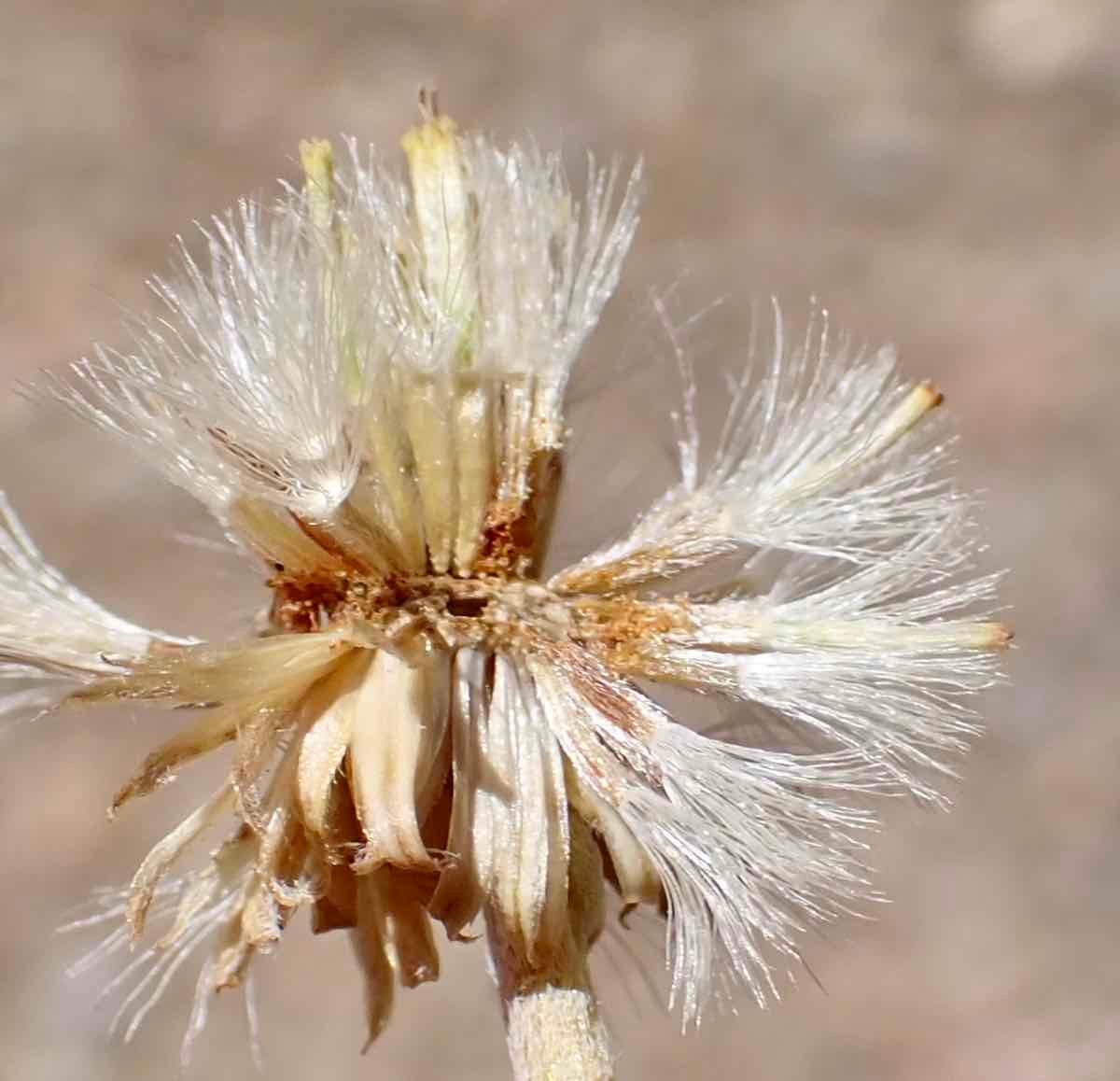 Erigeron argentatus