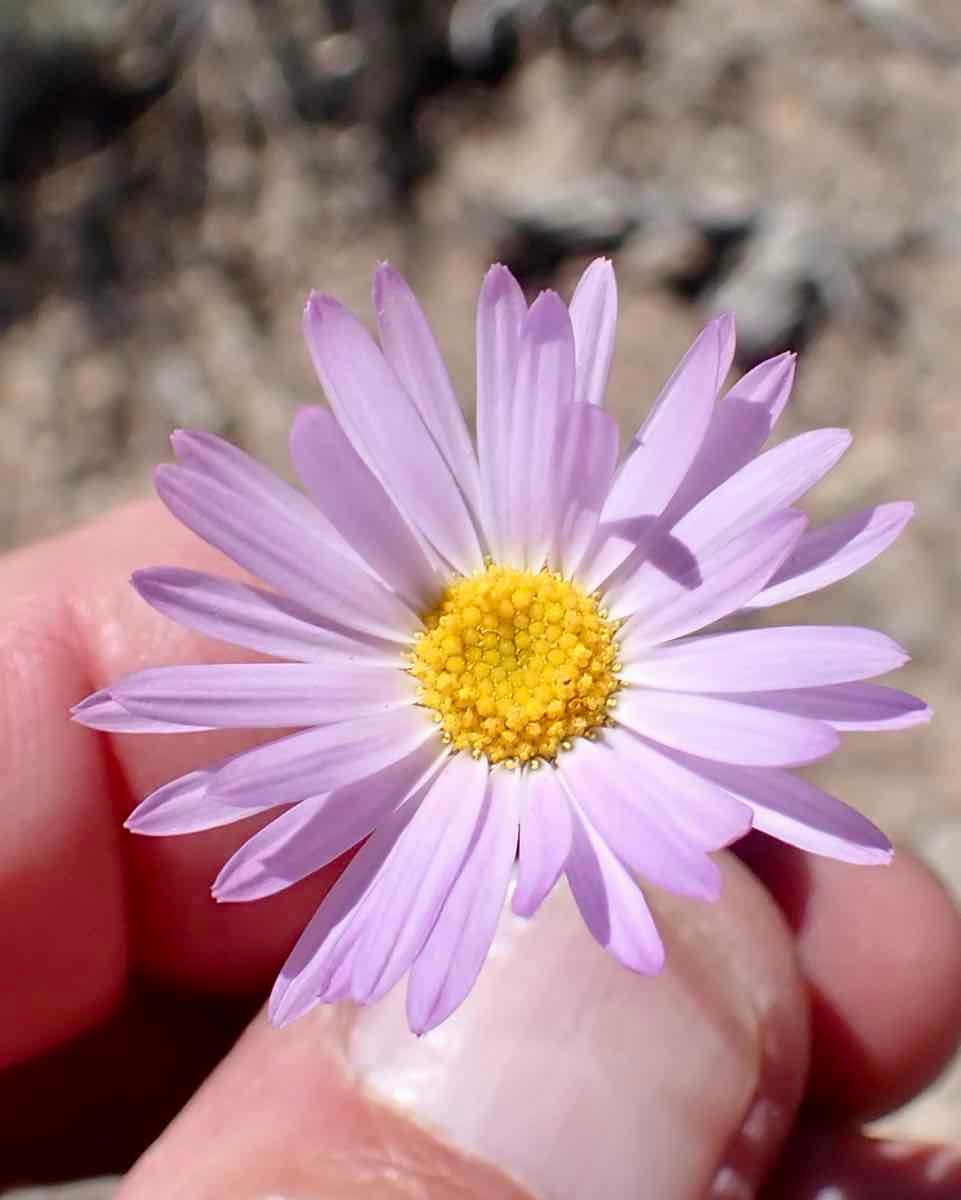 Erigeron argentatus