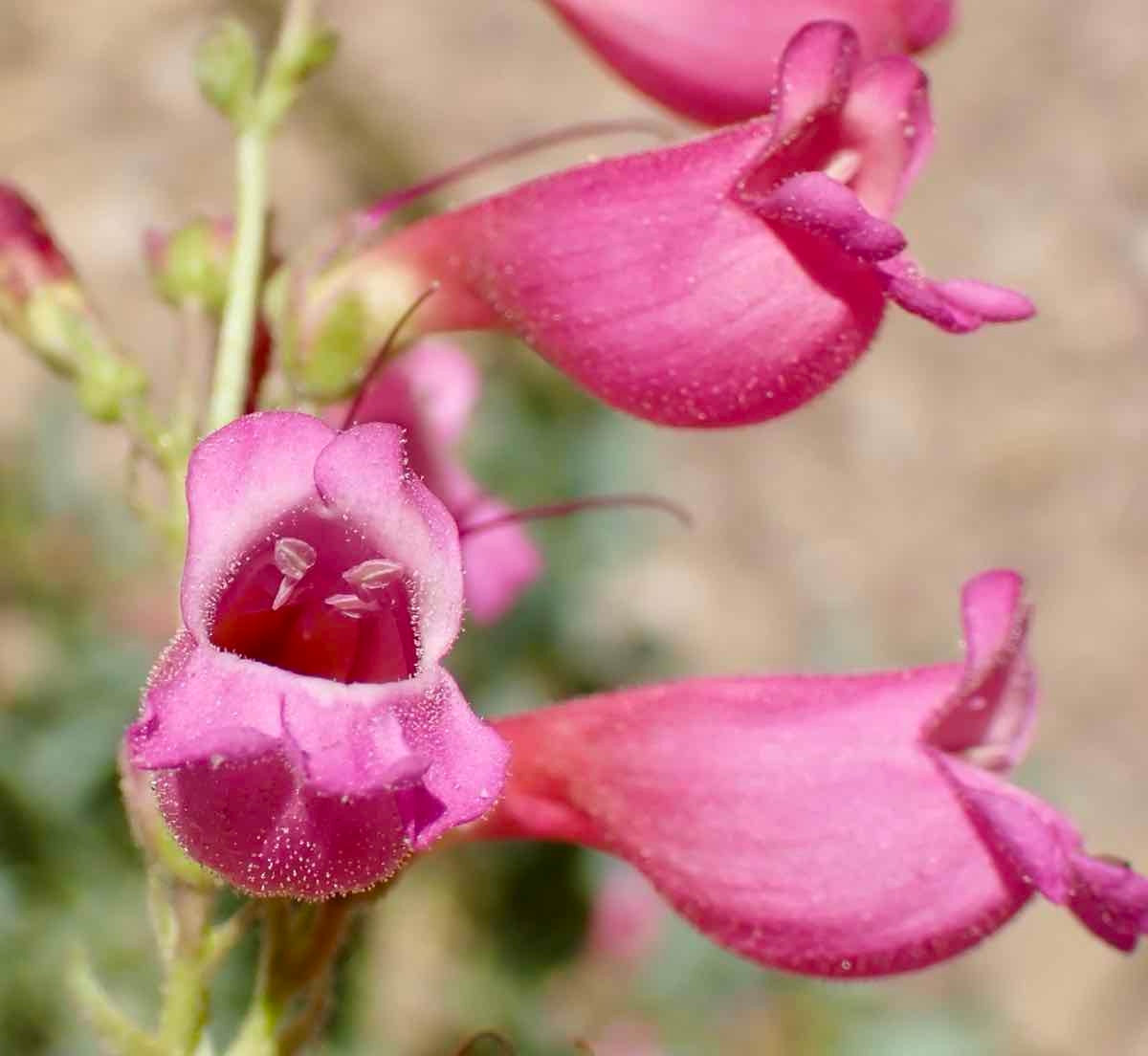 Penstemon floridus var. floridus