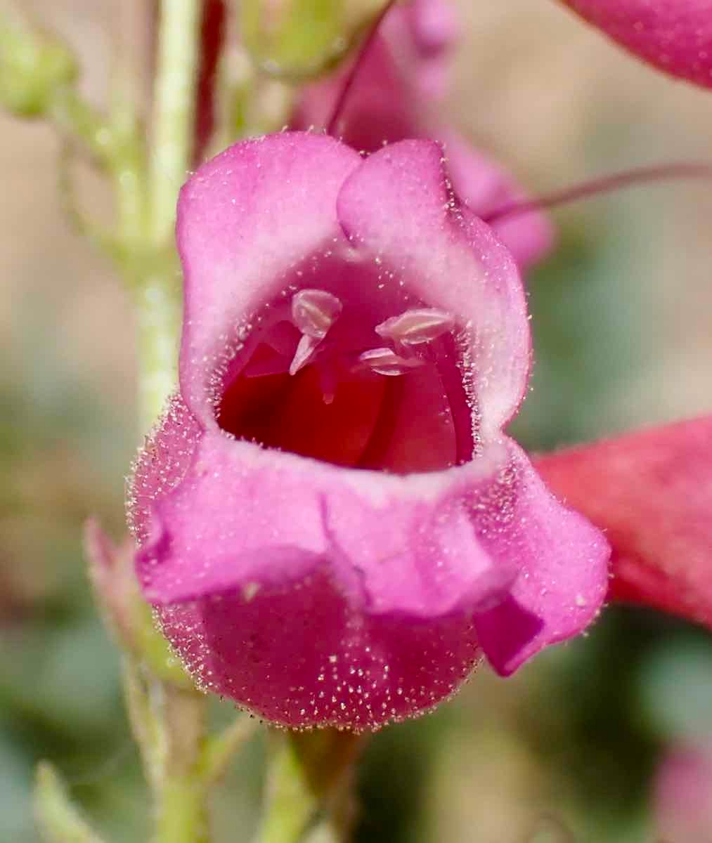 Penstemon floridus var. floridus