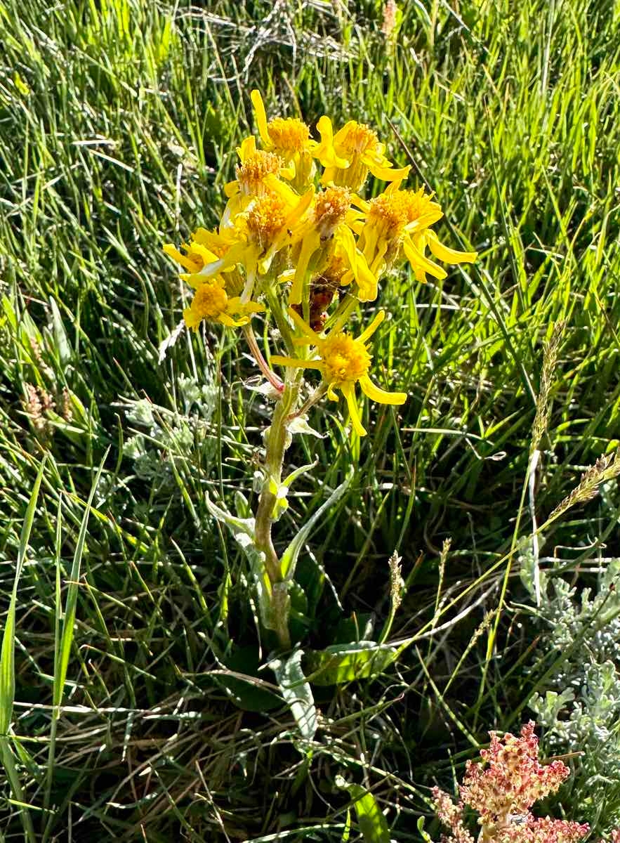 Senecio integerrimus var. exaltatus