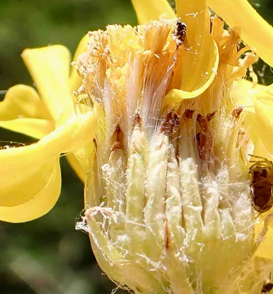 Senecio integerrimus var. exaltatus