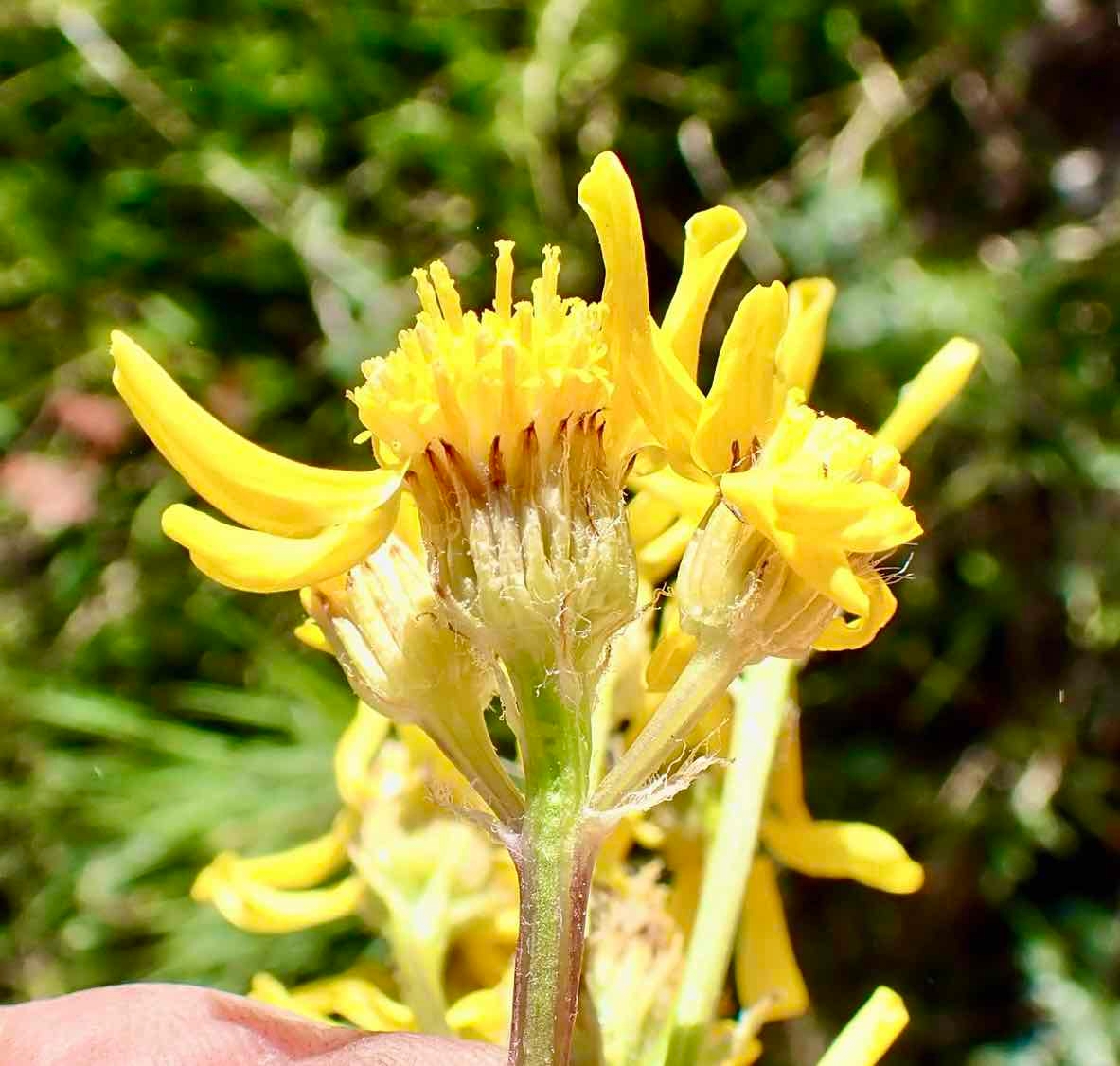 Senecio integerrimus var. exaltatus