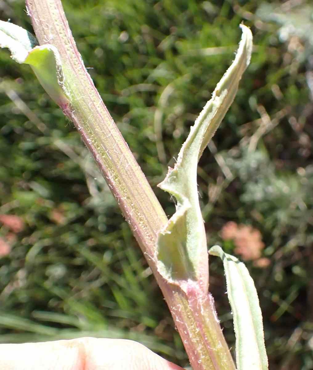 Senecio integerrimus var. exaltatus