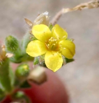 Mentzelia albicaulis