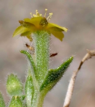 Mentzelia albicaulis