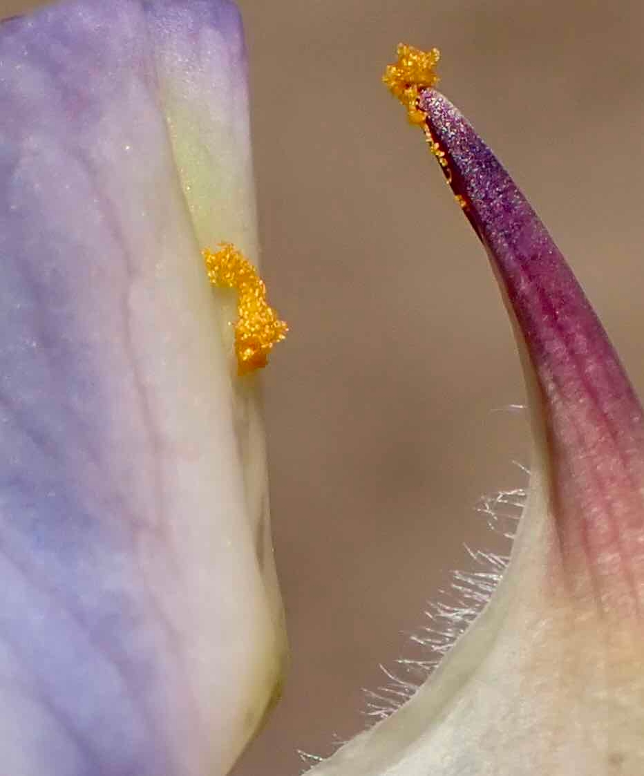 Lupinus argenteus var. heteranthus