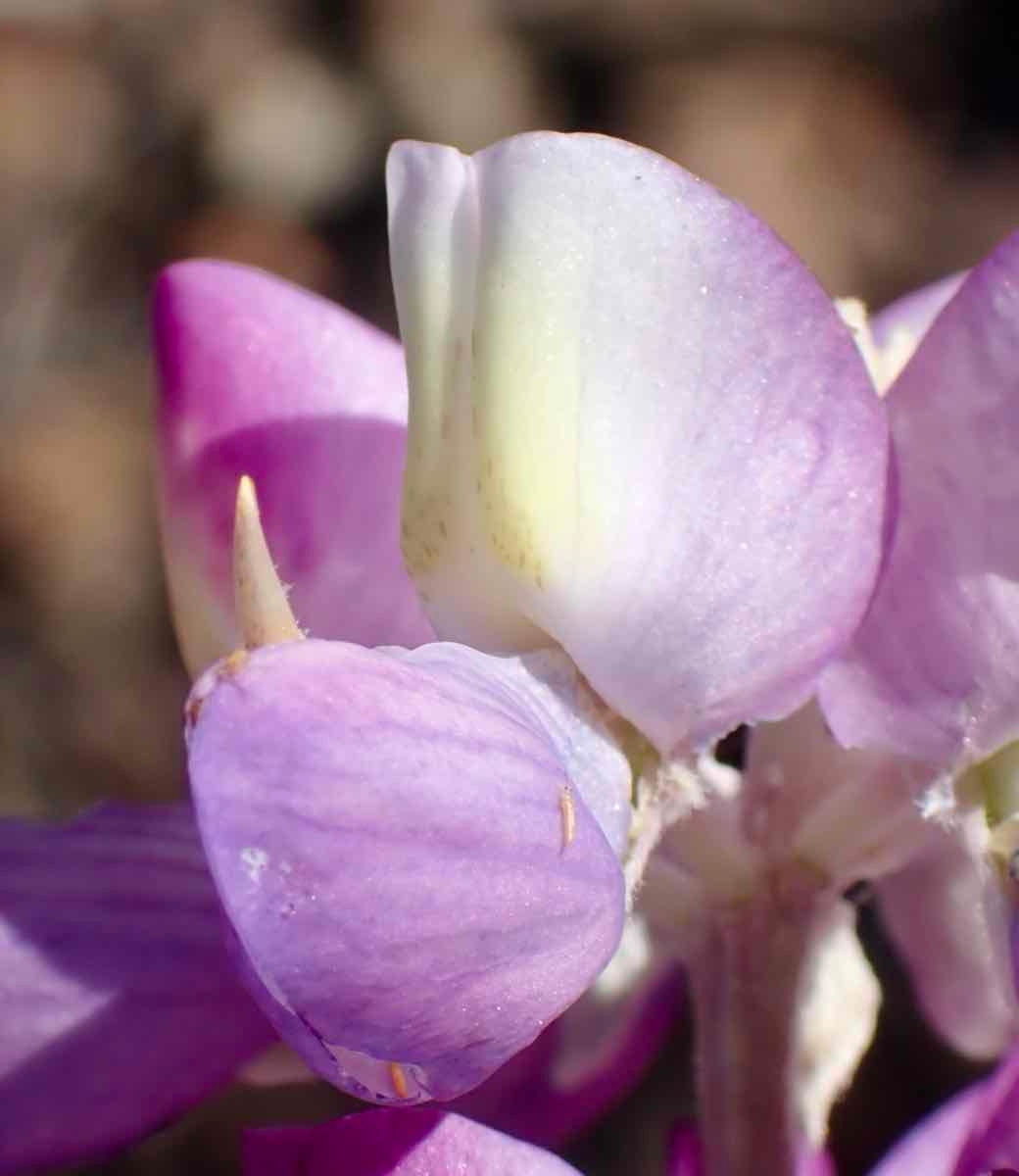 Lupinus excubitus var. excubitus