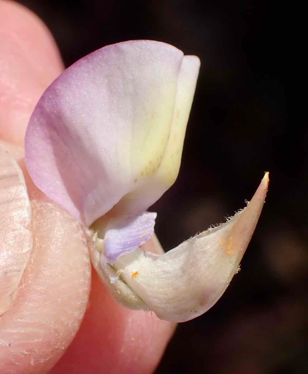 Lupinus excubitus var. excubitus