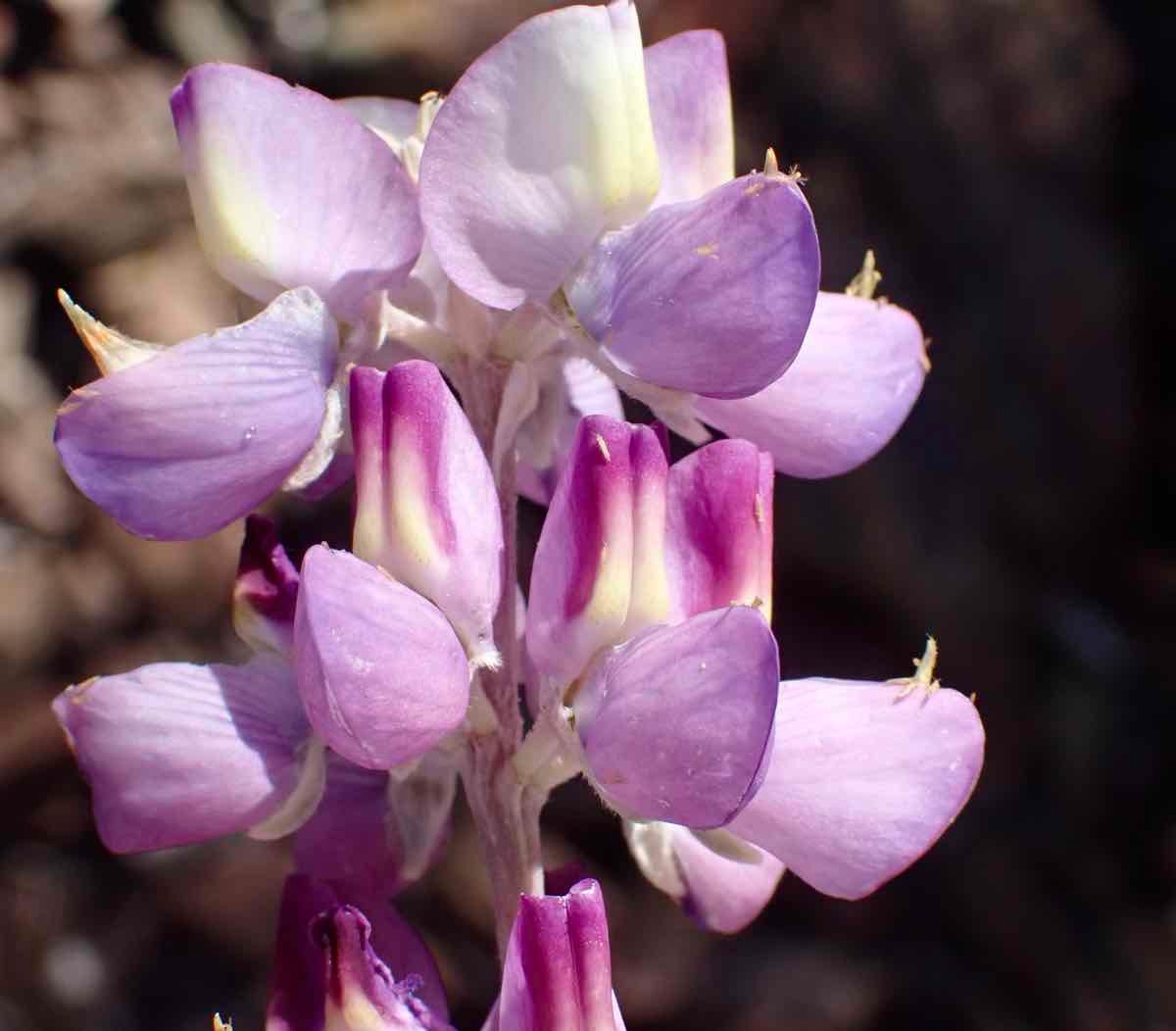 Lupinus excubitus var. excubitus