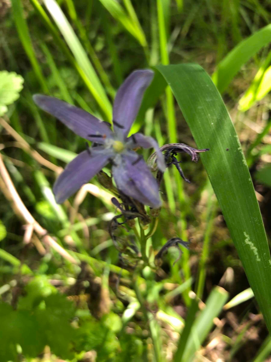 Camassia leichtlinii ssp. suksdorfii