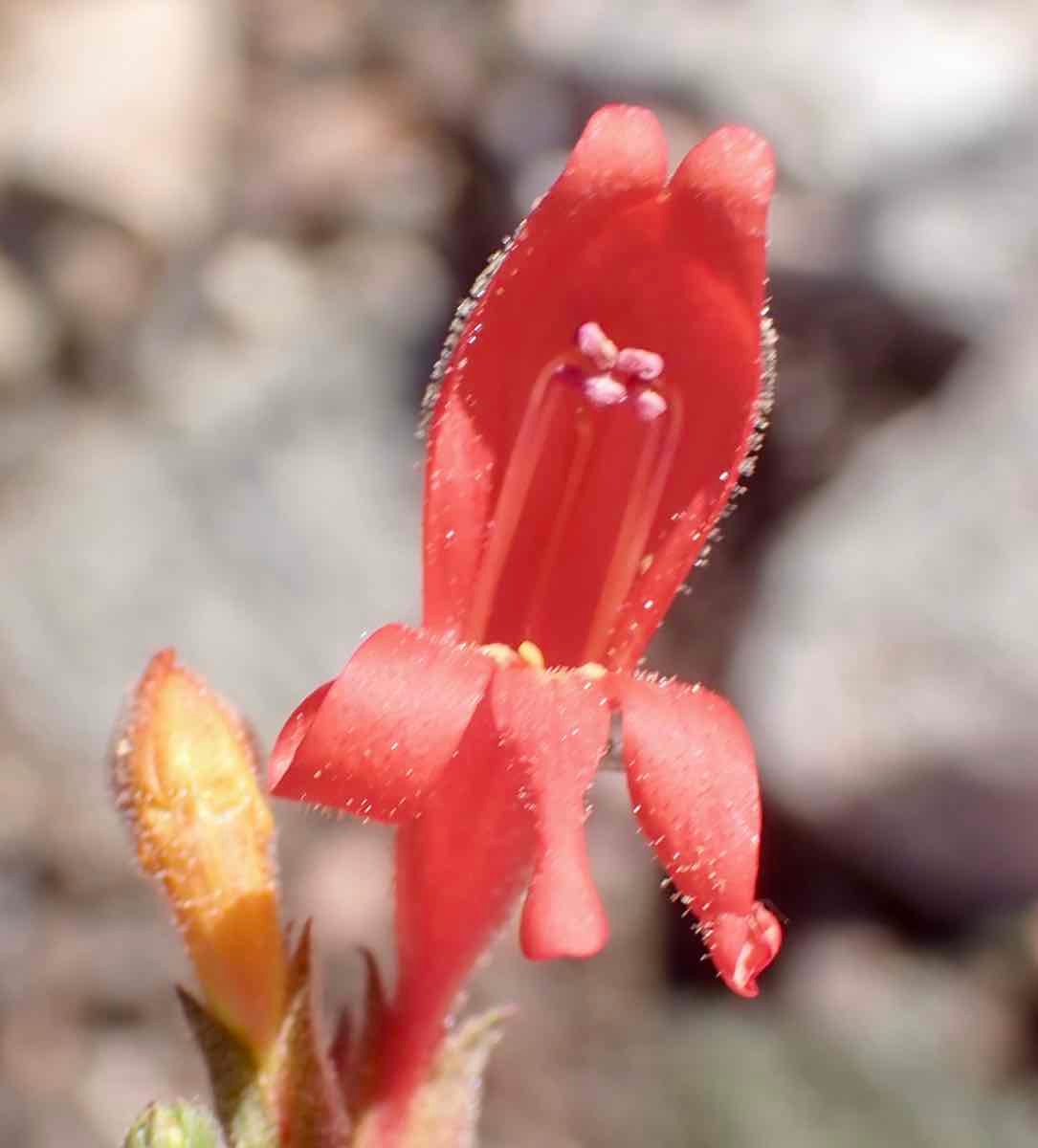 Penstemon rostriflorus