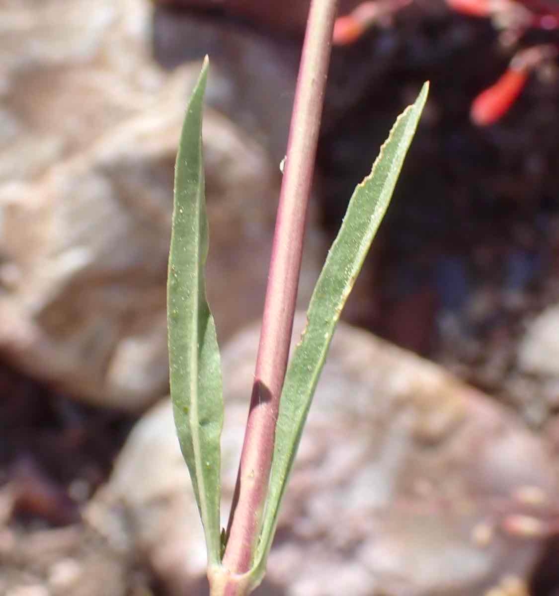 Penstemon rostriflorus