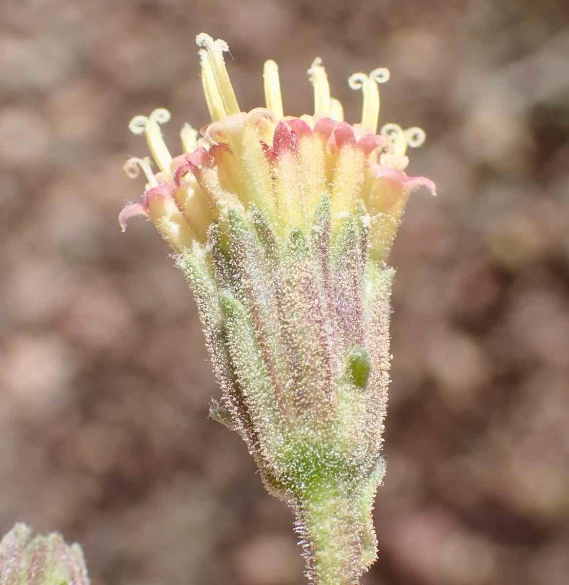 Chaenactis douglasii var. douglasii