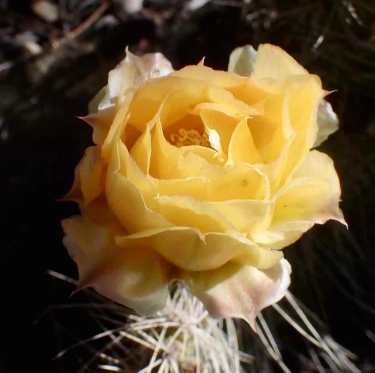 Opuntia polyacantha var. erinacea