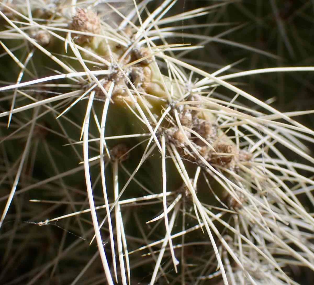 Opuntia polyacantha var. erinacea