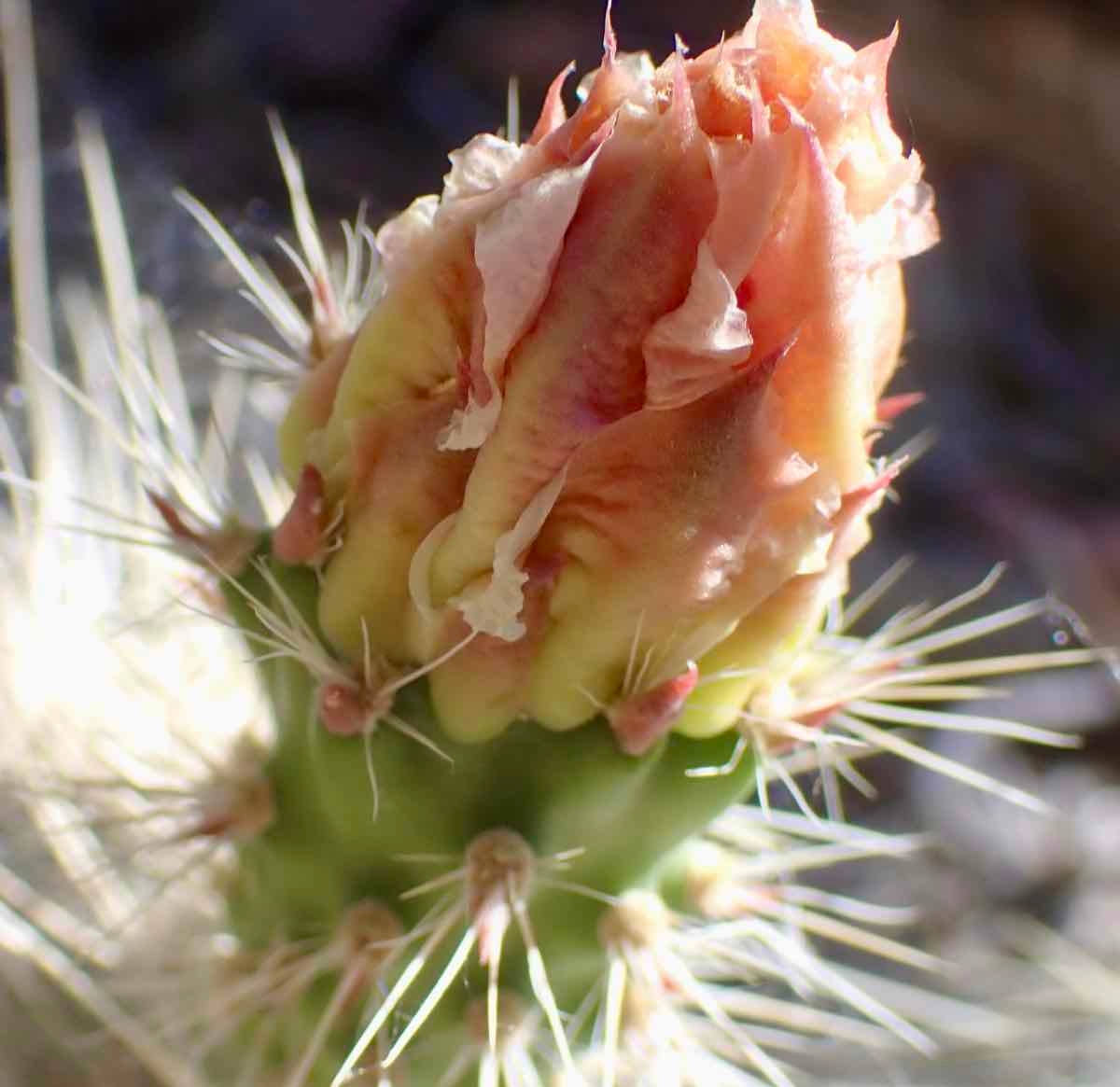 Opuntia polyacantha var. erinacea