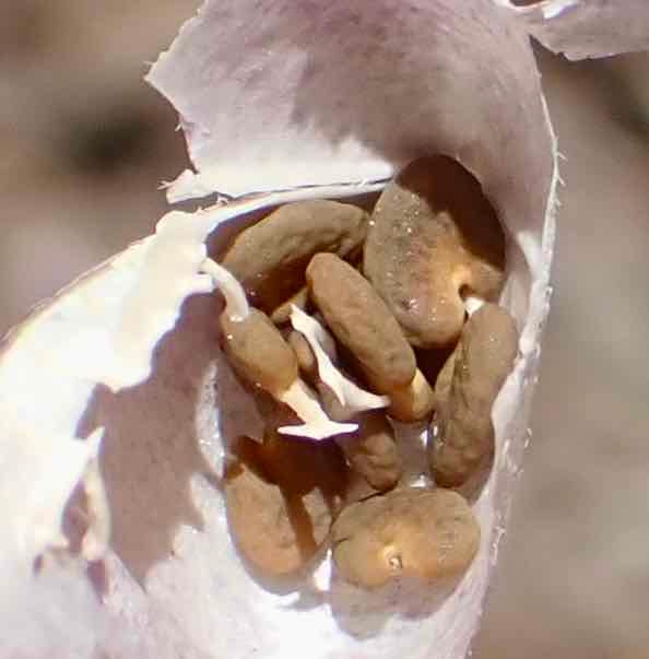 Astragalus gilmanii