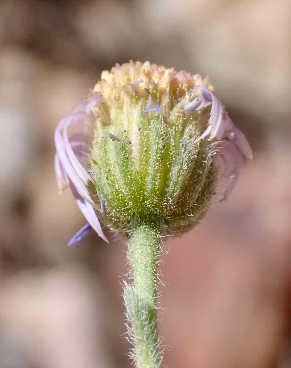 Erigeron clokeyi var. pinzliae