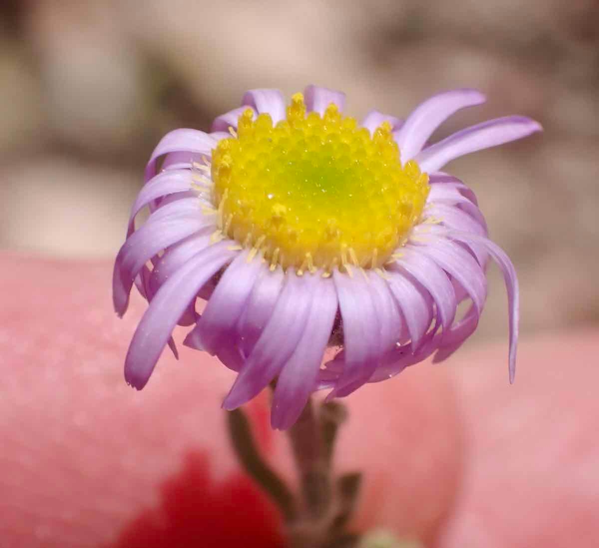 Erigeron clokeyi var. pinzliae