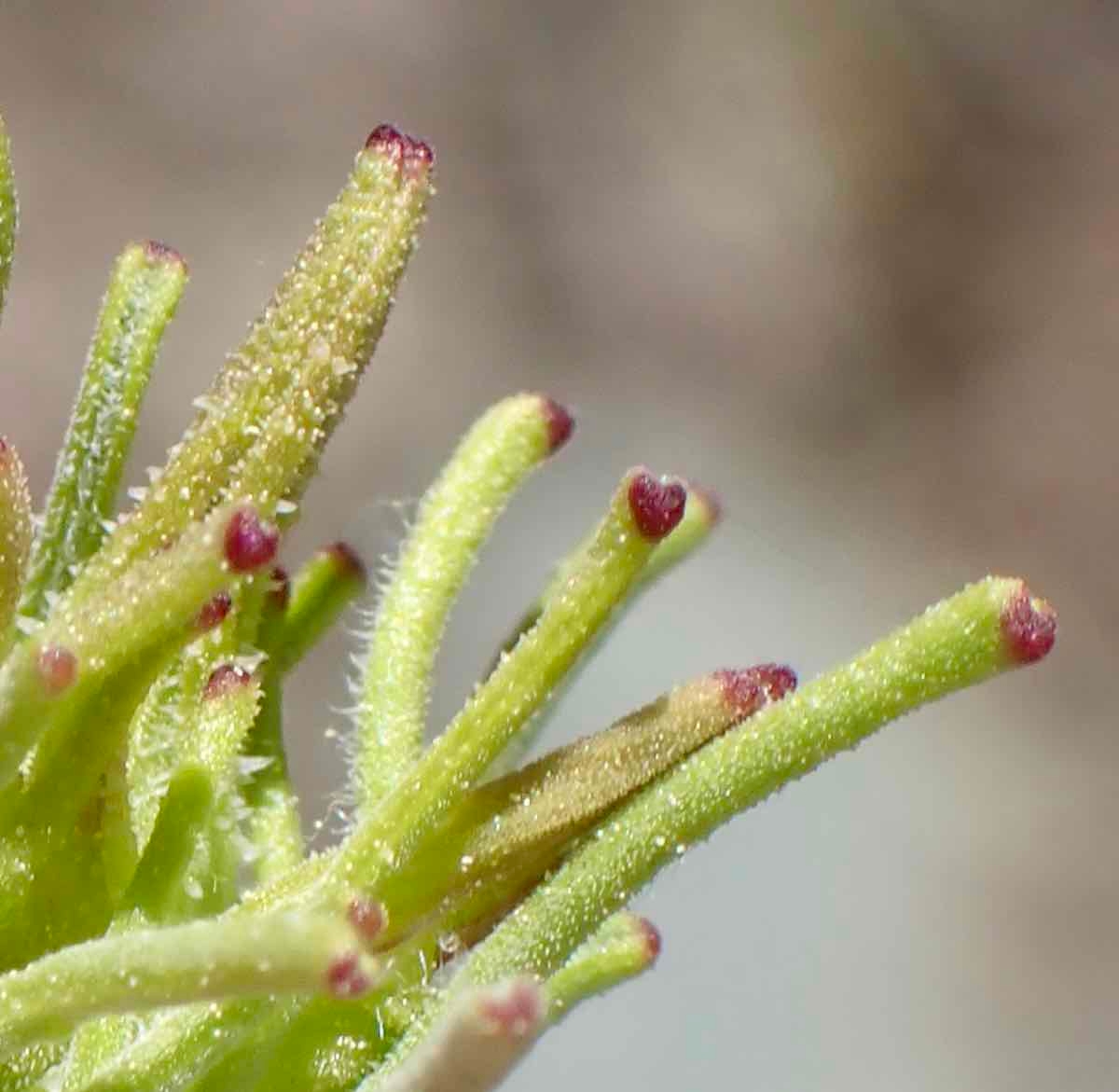 Cordylanthus eremicus ssp. eremicus