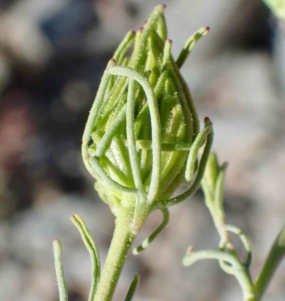 Cordylanthus eremicus ssp. eremicus