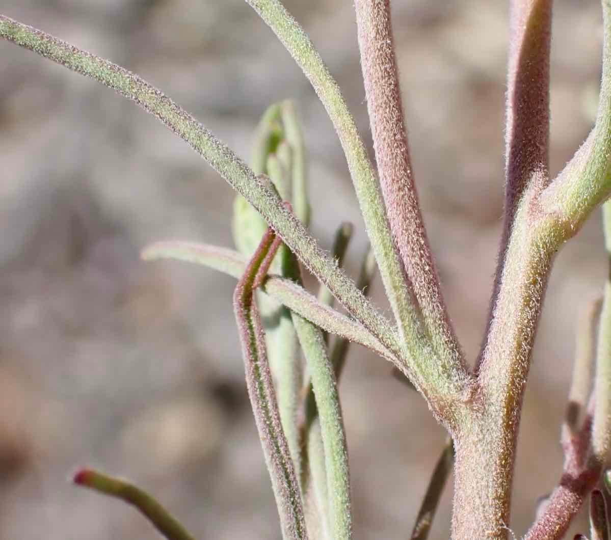 Cordylanthus eremicus ssp. eremicus