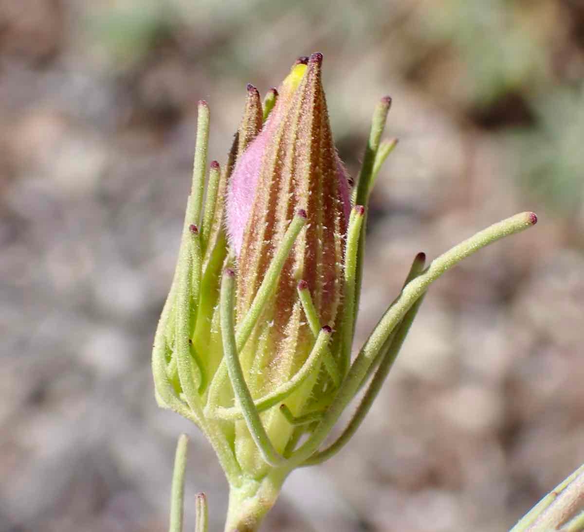 Cordylanthus eremicus ssp. eremicus