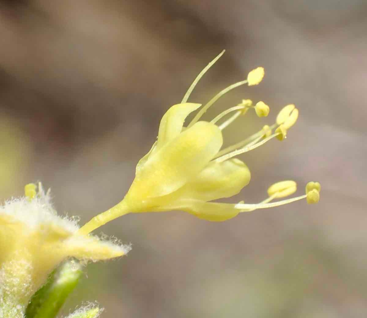 Eriogonum umbellatum var. subaridum